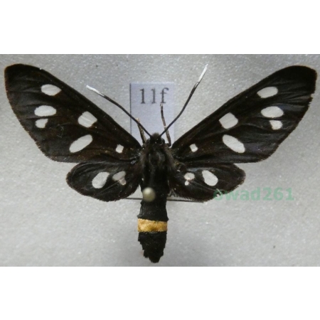 Amata phegea (Linnaeus, 1758) Oblaczek granatek Czech11f